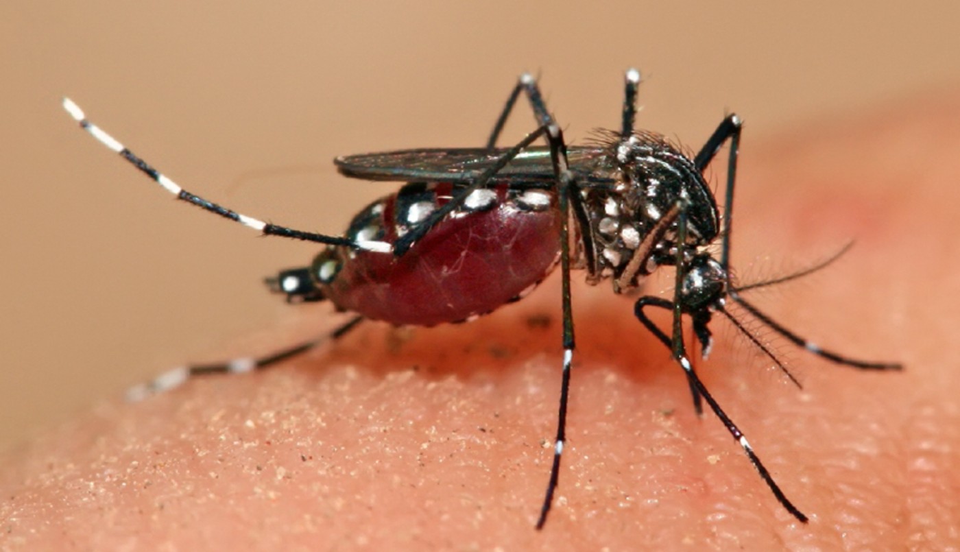 Dengue: 11.792 casos en Santa Fe y Rosario concentra la mayor cantidad | Salud