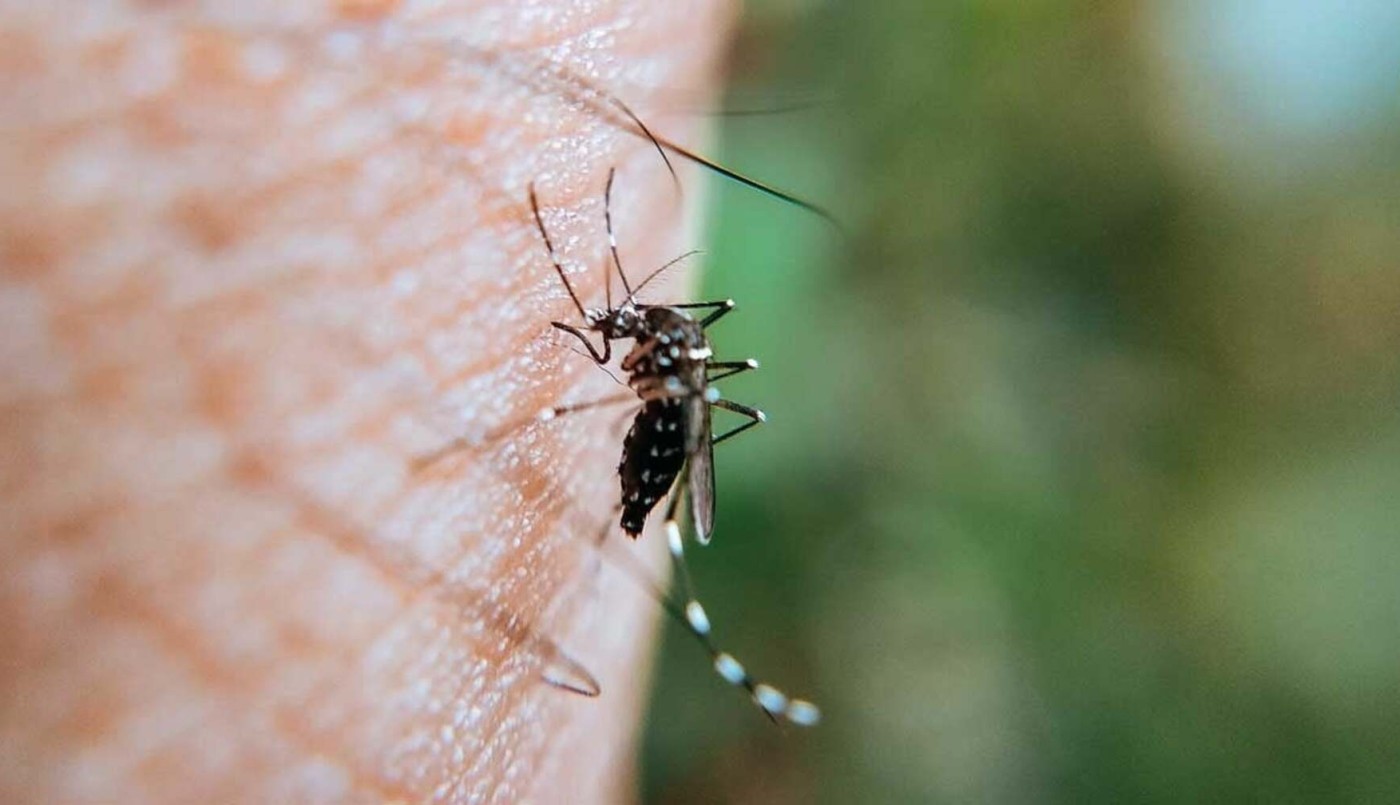 Dengue en Santa Fe: casos en aumento y recomendaciones desde Salud | Salud