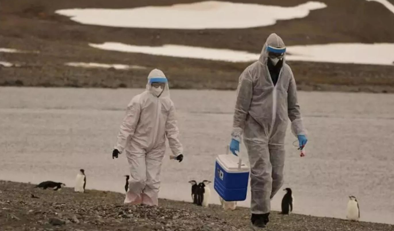 Se expande la gripe aviar en la Antártida: detectan el virus en pingüinos y cormoranes | Nacionales