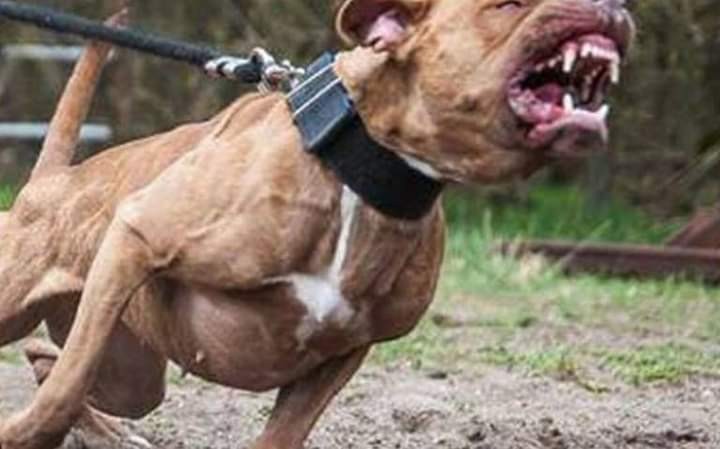 Santo Tomé: una mujer murió tras ser atacada por tres perros pitbull | Noticias