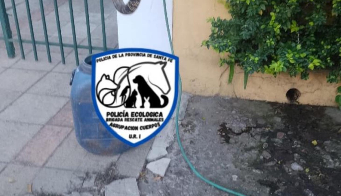 Rescate de una serpiente en barrio Guadalupe | Noticias