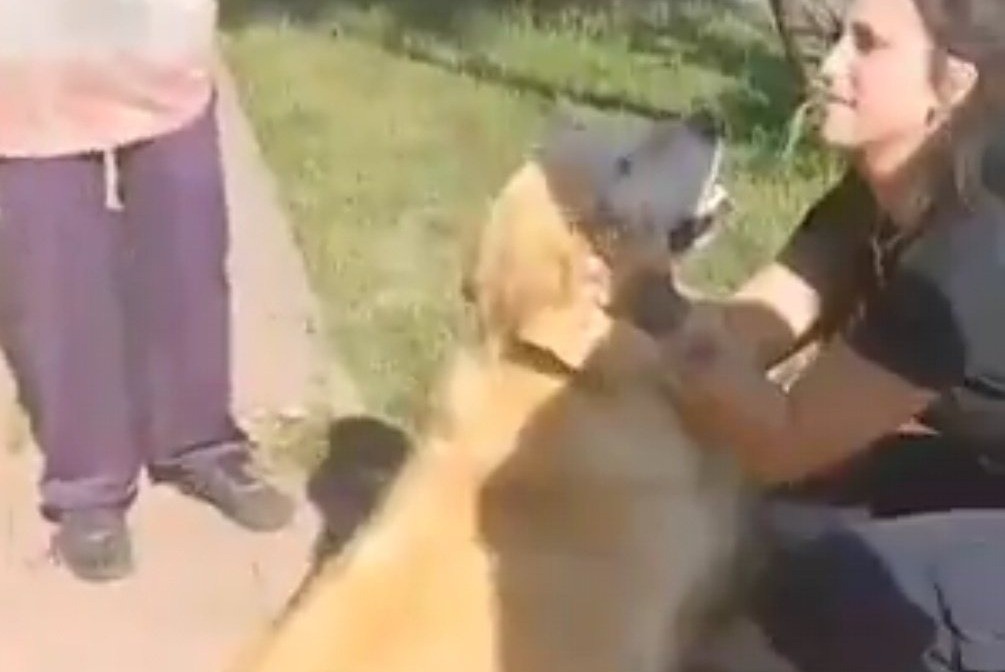 Video: una mujer llevó a faenar a su perro a una carnicería y terminó detenida | Nacionales