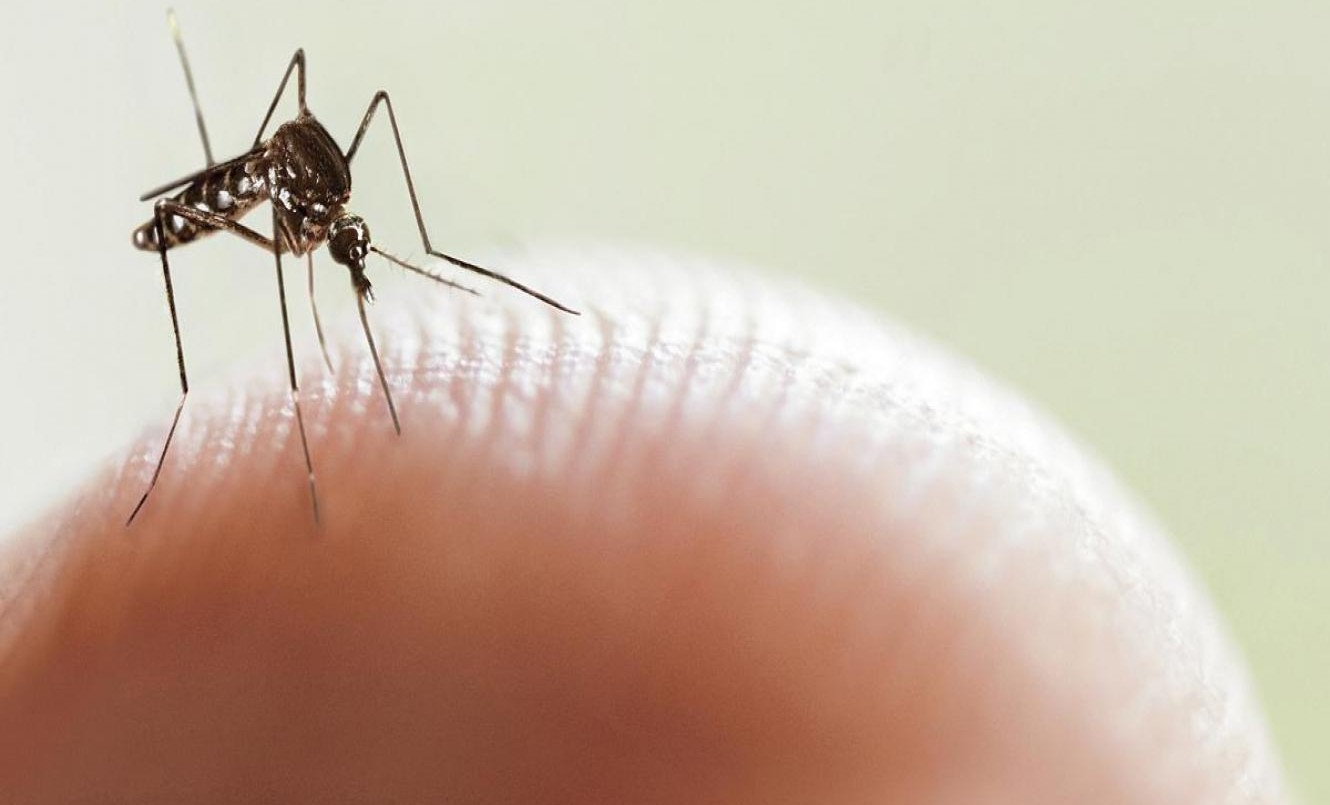 La Provincia podría implementar una vacunación segmentada contra el dengue | Información General