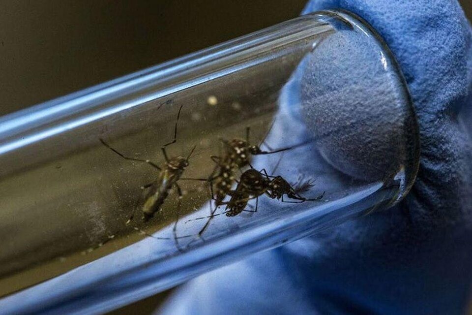 Dengue: en el país ya se reportaron 230.000 casos y 161 muertos | Nacionales