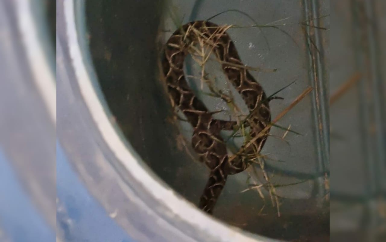 Rescate de una yarará en una escuela del Paraje La Boca | Información General