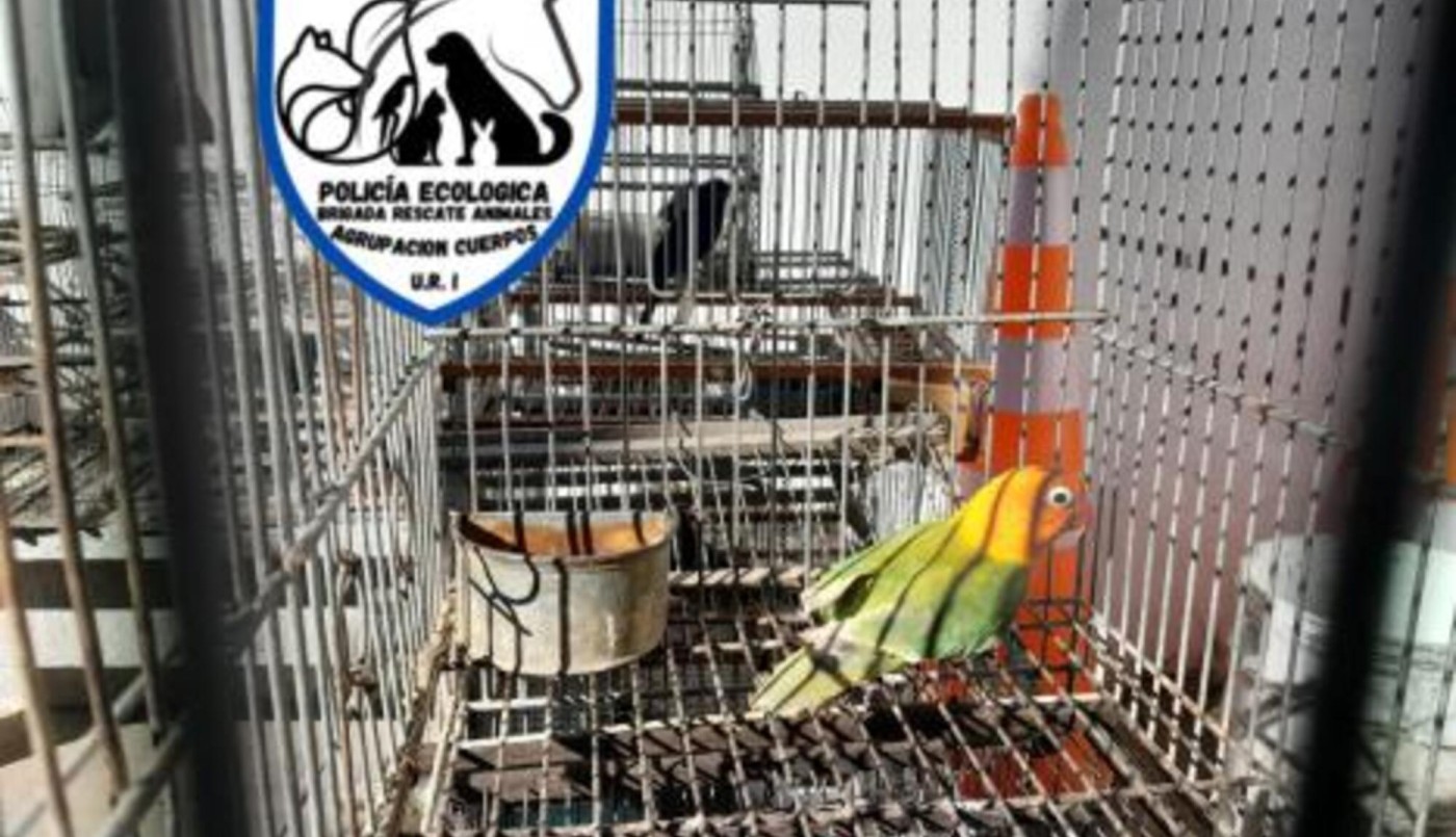 Rescatan a 16 aves en cautiverio en Santa Fe | Noticias
