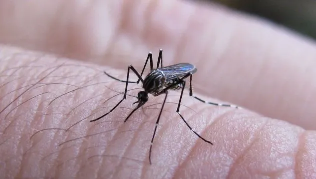 Dengue: se registra un descenso en los casos en la provincia | Noticias