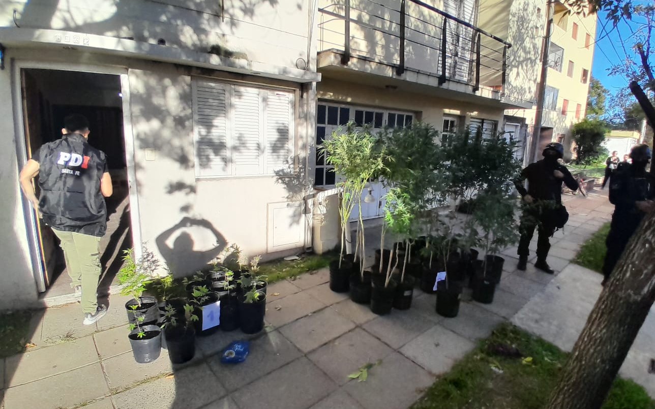 En dos allanamientos secuestraron 45 plantas de cannabis | Noticias