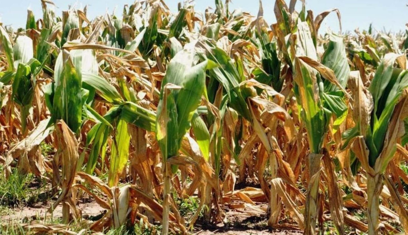La peor campaña de maíz en una década deja un duro panorama | Información General