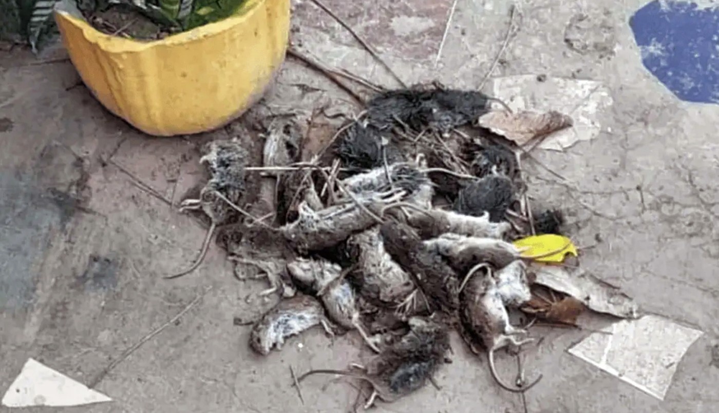 Roedores en Los Amores: intensifican operativos de control y prevención | Noticias