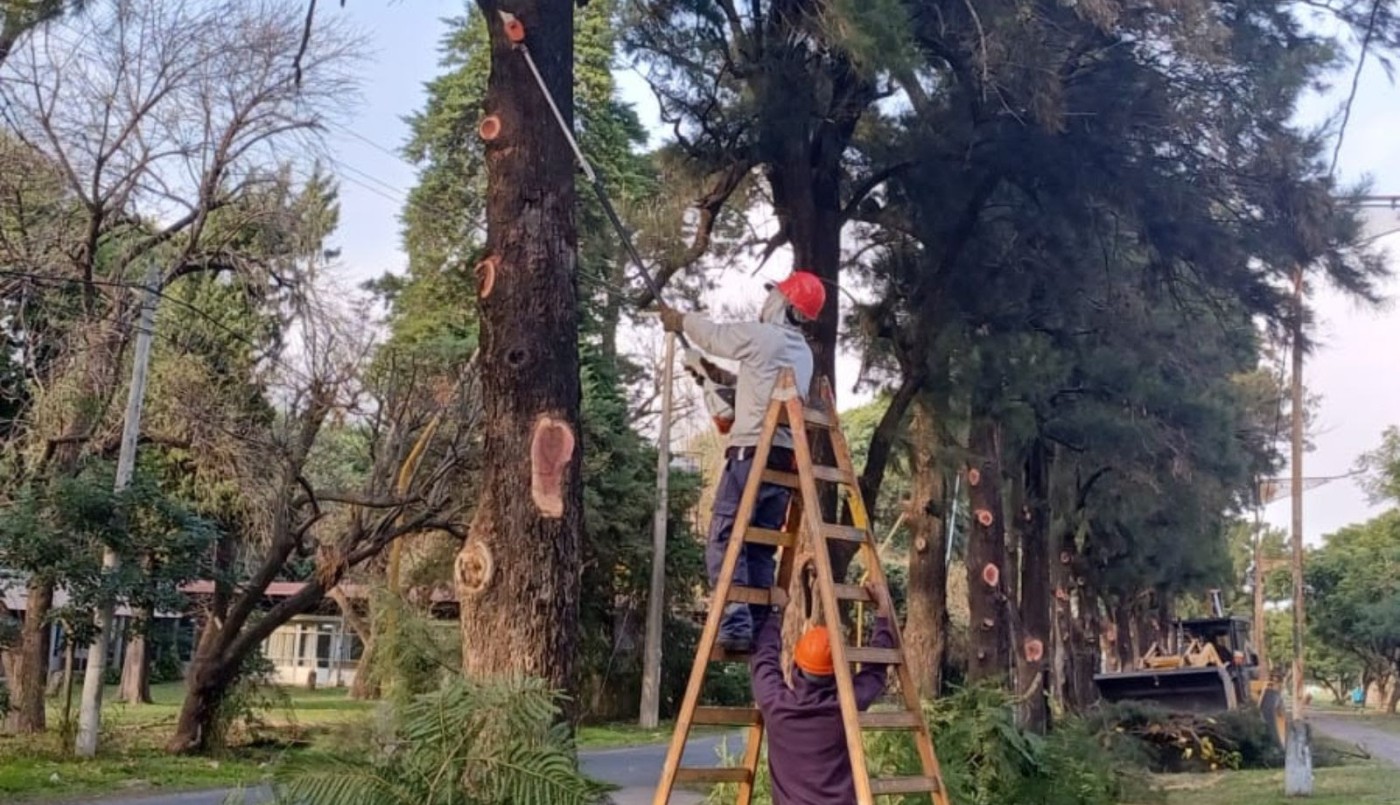 Plan de poda: los trabajos continúan en los boulevares Gálvez y Pellegrini | Noticias