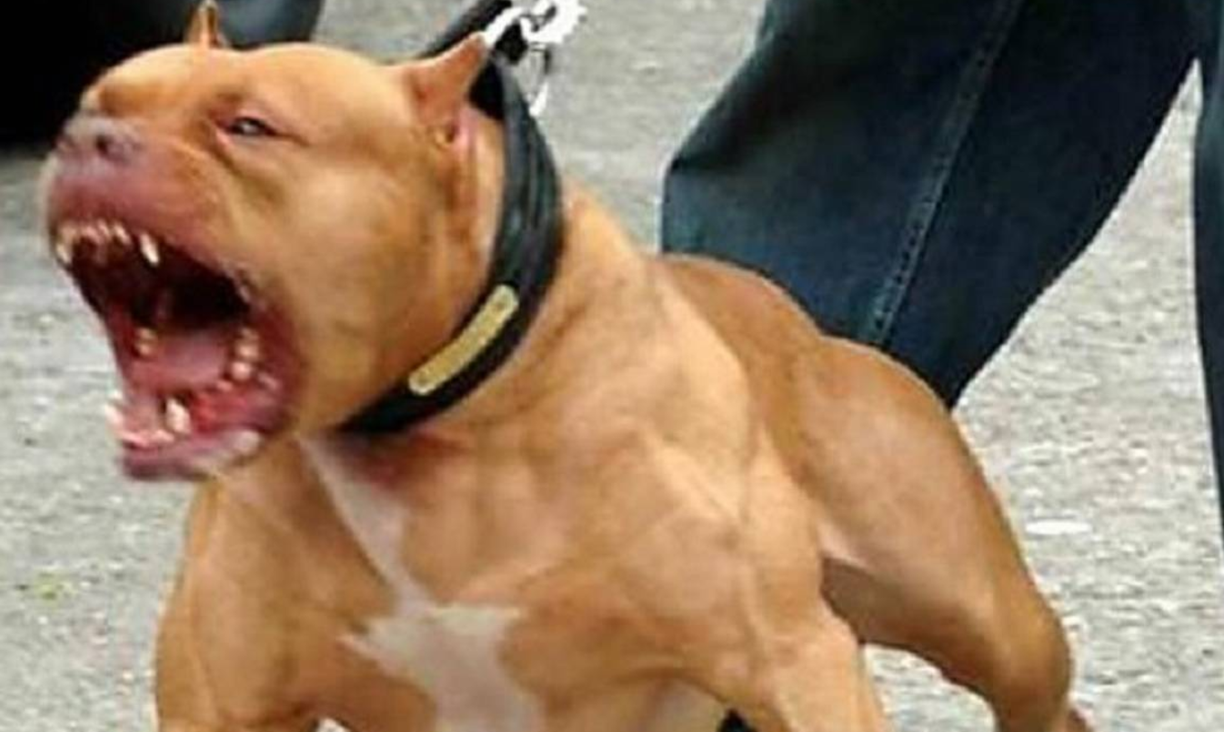 Lo atacó su pitbull cuando intentaba evitar que escapara a la calle y murió por las heridas | Nacionales