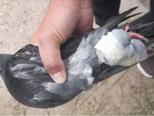 Otra paloma fue atrapada intentando ingresar droga a la cárcel de Coronda | Policiales