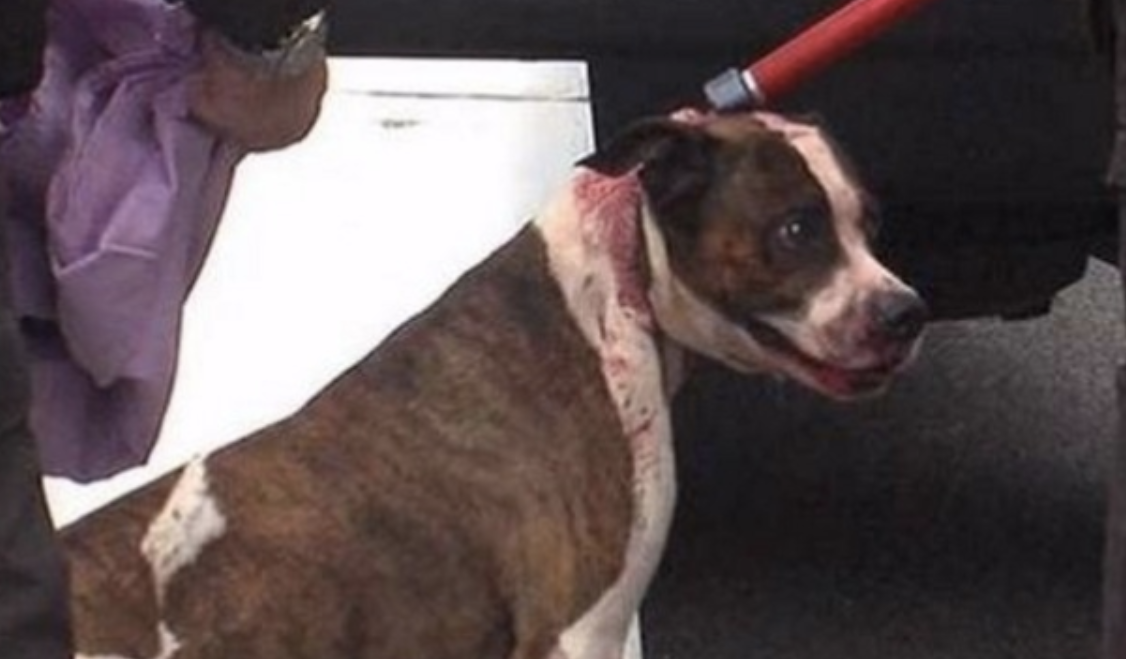 Condenaron al dueño de un perro pitbull que mató a una nena de 10 años | Nacionales