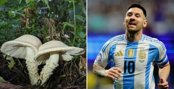 Insólito: descubren un nuevo hongo y lo bautizan “Messi” | Información General