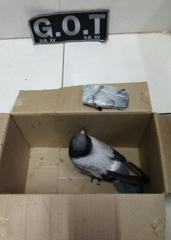 Otra paloma "atrapada" con celular para internos de Coronda | Policiales