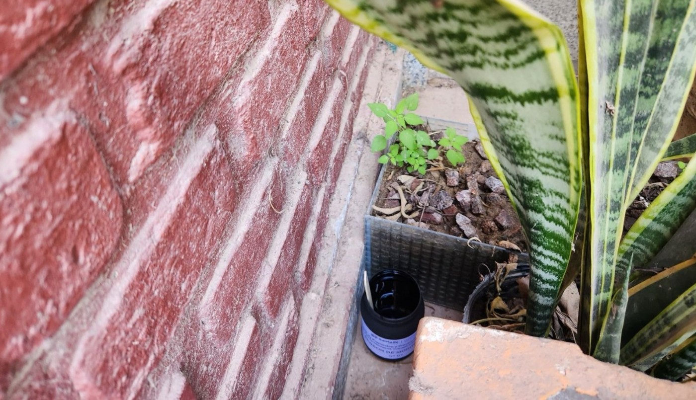 Dengue: Provincia coloca trampas para detectar huevos de mosquito y establecer alertas tempranas | Salud