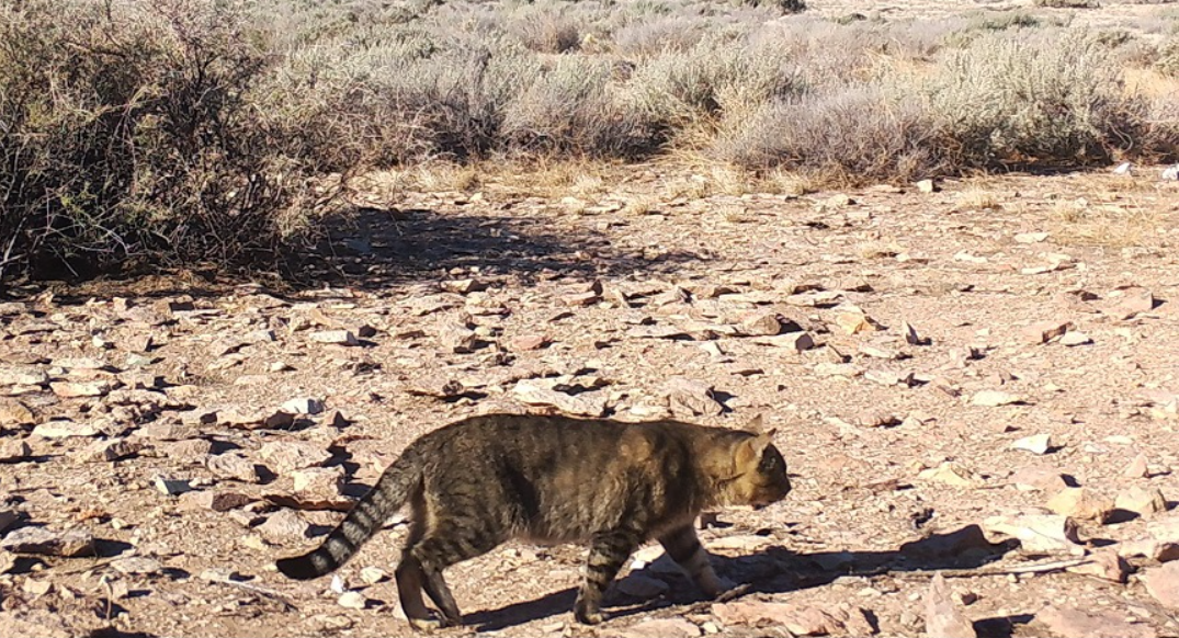 Científicos estudian en Chubut una población de gatos que vive aislada del ser humano | Nacionales