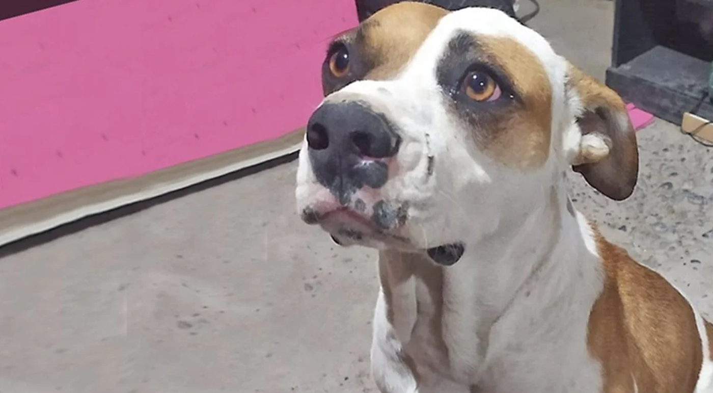 Tiroteo en Chubut: baleó a una familia y mató al perro | Nacionales