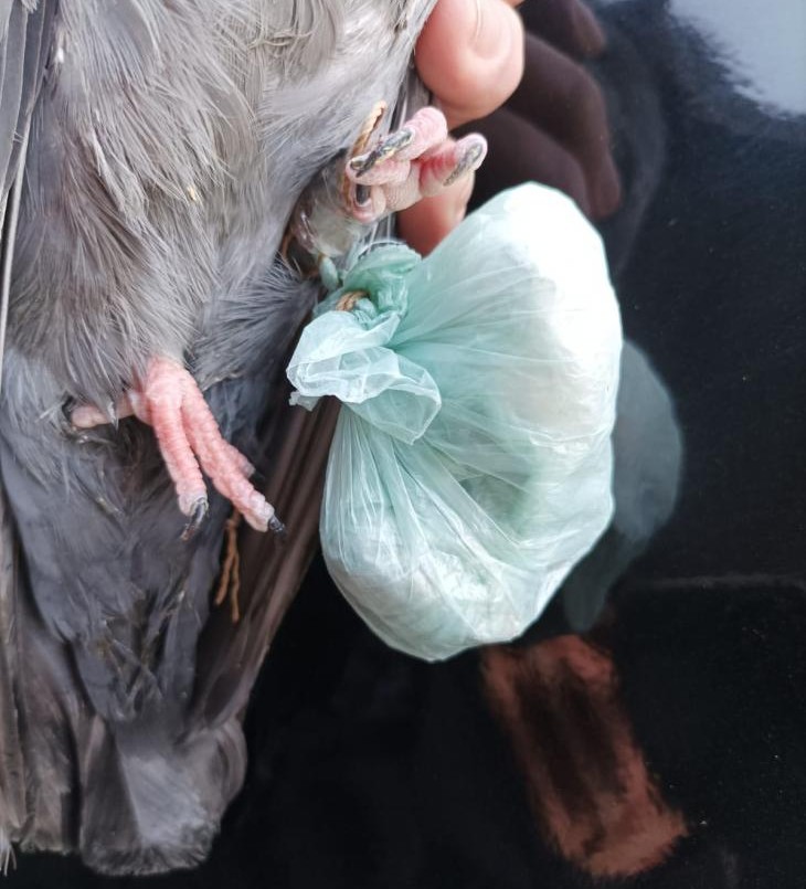 Por novena vez atrapan paloma con droga en Coronda | Policiales