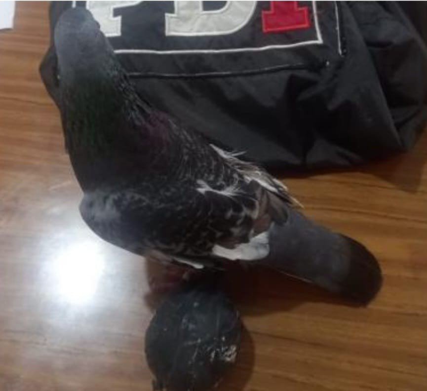 Atraparon una paloma con droga en la cárcel de Coronda | Policiales