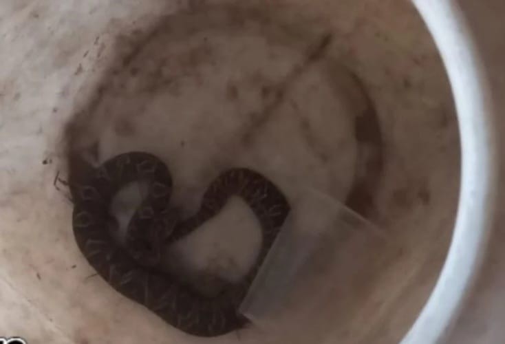 Encontraron una yayará en la Costanera Este | Policiales