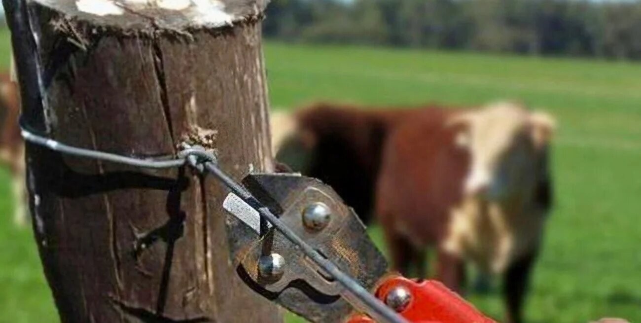 Cuvertino: “Necesitamos proteger a los productores rurales y garantizar la seguridad del campo” | Legislativas