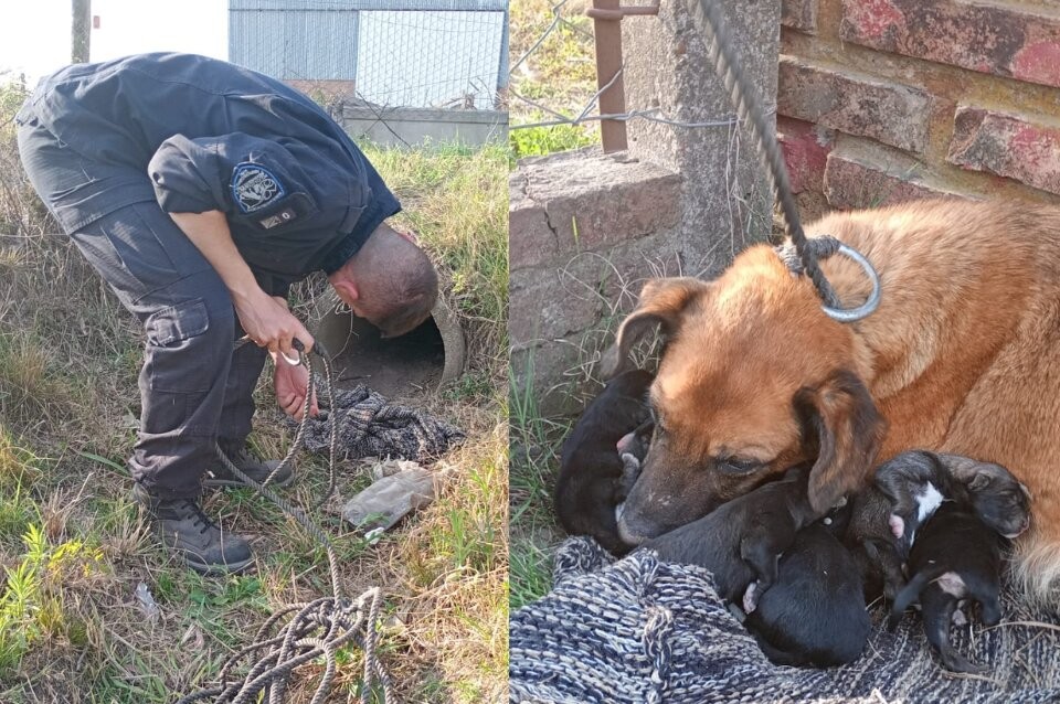 Santo Tomé: rescataron a una perra y sus cachorros de una alcantarilla | Información General