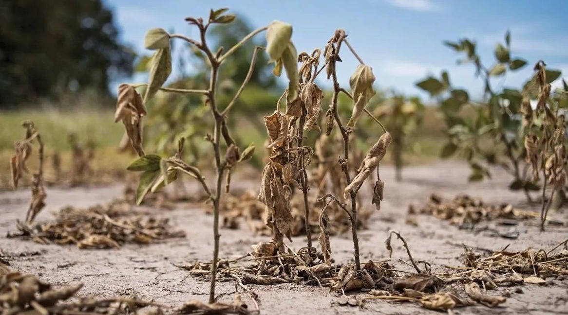 Sequía: aseguran que en el norte “no queda verde” | Información General