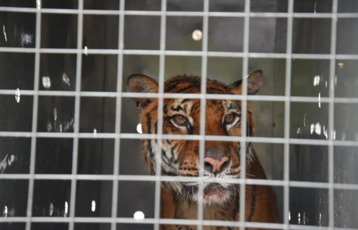 La última tigresa de bengala del ex zoo de Mendoza volverá a su hábitat natural | Información General