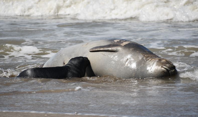Sorprende a los especialistas el nacimiento de elefantes marinos en la costa bonaerense | Información General