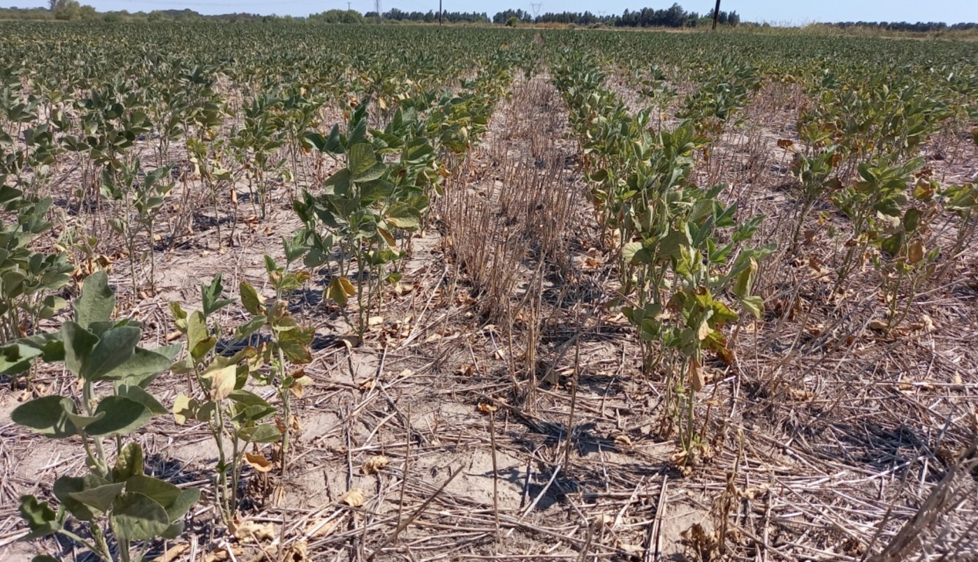 Provincia declaró la emergencia por desastre agropecuario en cuatro departamentos del norte | Noticias