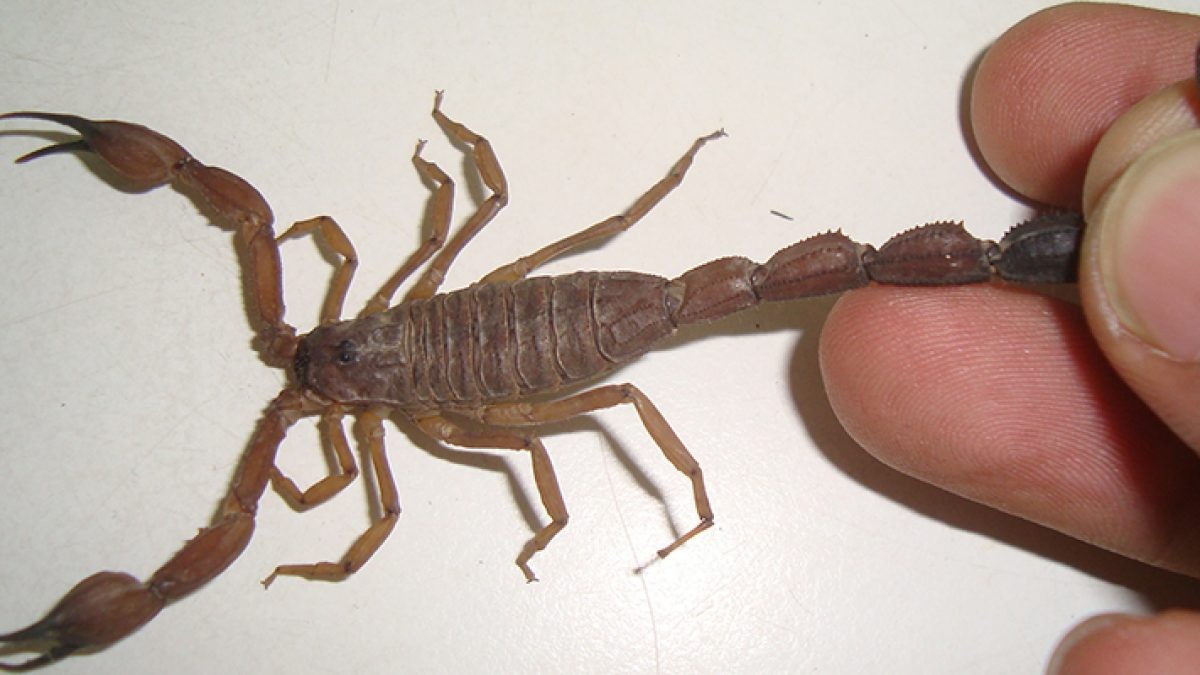 Conmoción en Formosa por la muerte de una beba que fue picada por un alacrán | Nacionales