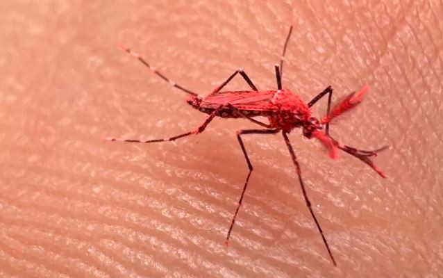 Mendoza: Liberaron 10.000 mosquitos rojos machos estériles contra el dengue | Nacionales