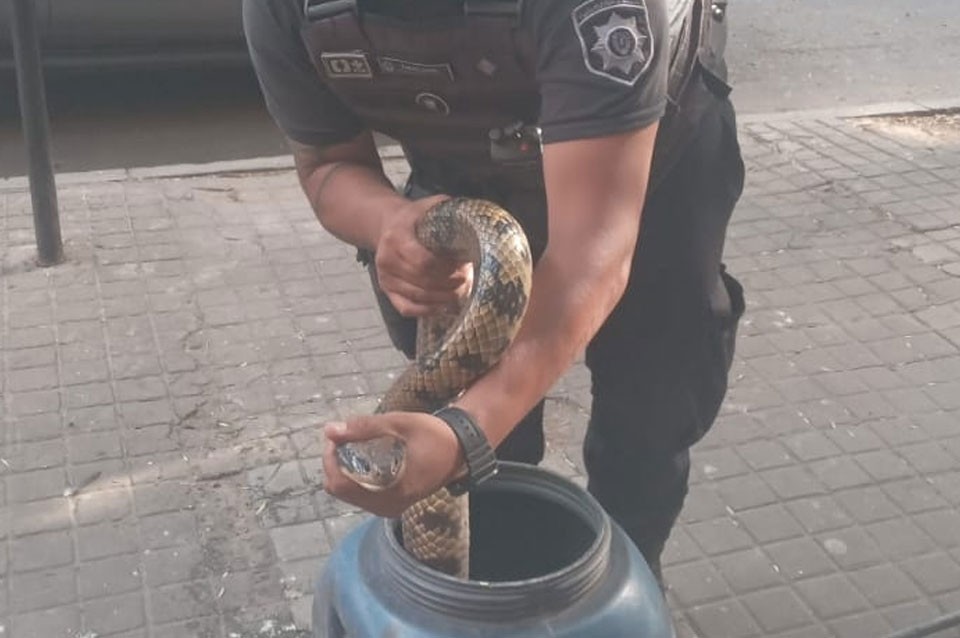 Viajaba con una serpiente desde San Javier: la pudieron rescatar en pleno Boulevard | Policiales