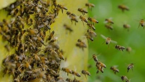 Horror en Rosario: un hombre murió tras ser picado por 150 abejas | Noticias