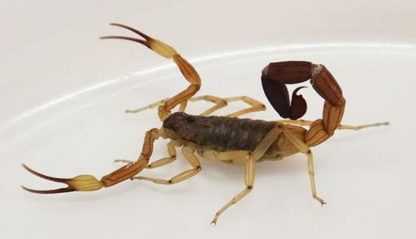 Niño de 11 años fue picado por un alacrán | Noticias