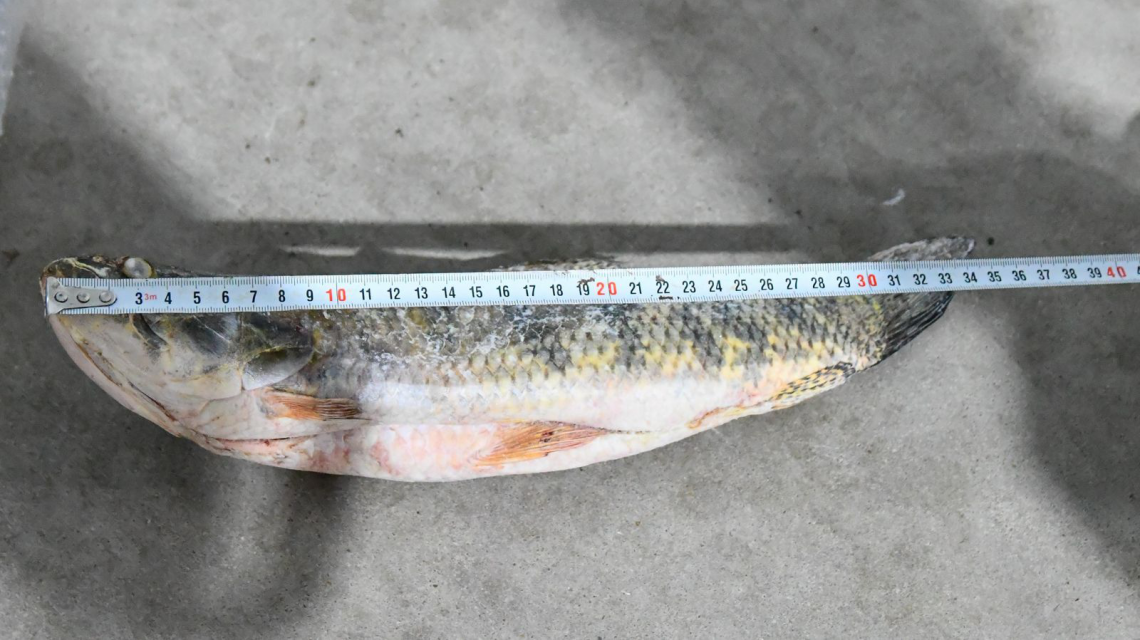 Se intensifican los controles y decomisos contra la pesca  en la provincia | Información General