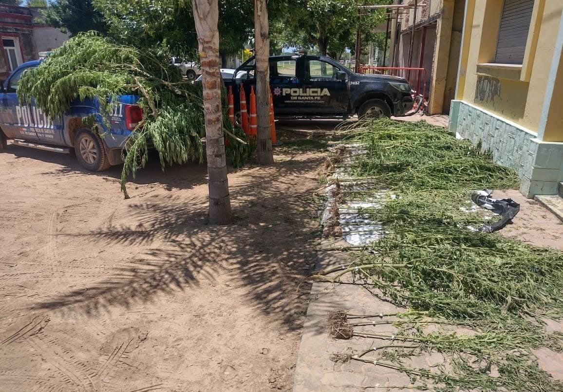 Sorprendidos: vecinos de Cayastá encontraron plantas de marihuana en la vereda | Policiales