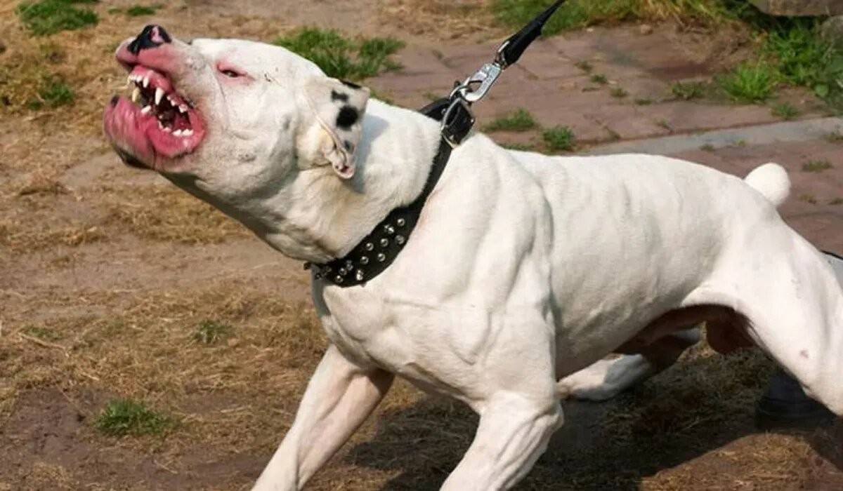 Una mujer de 62 años fue atacada por un perro y quedó herida | Noticias