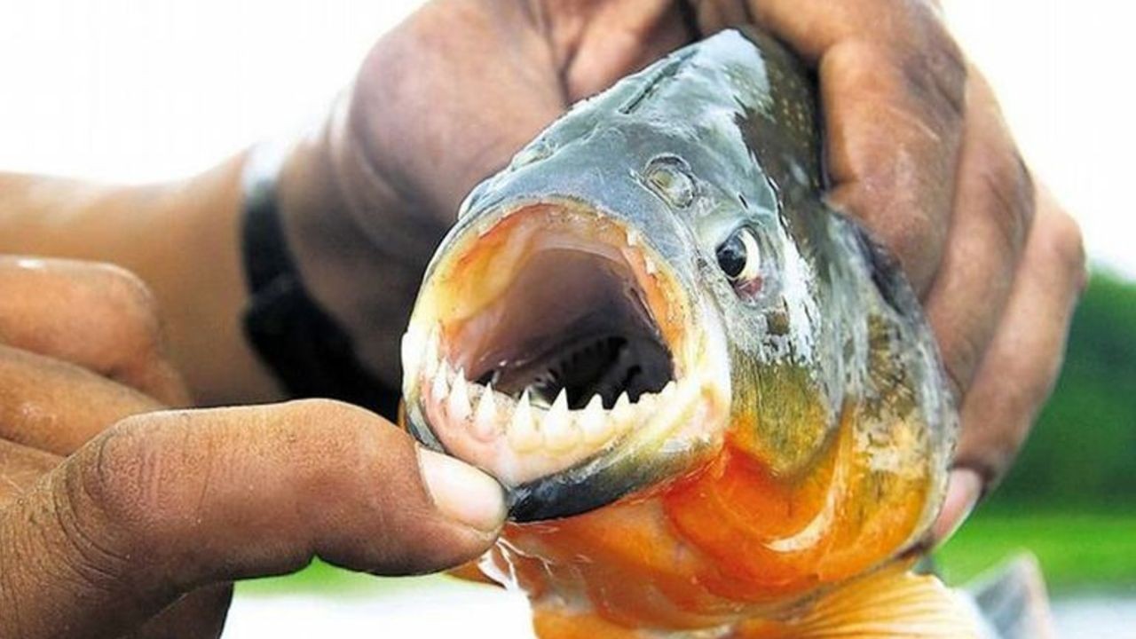 Mordeduras de palometas: más de 30 casos atendidos sólo el domingo | Noticias