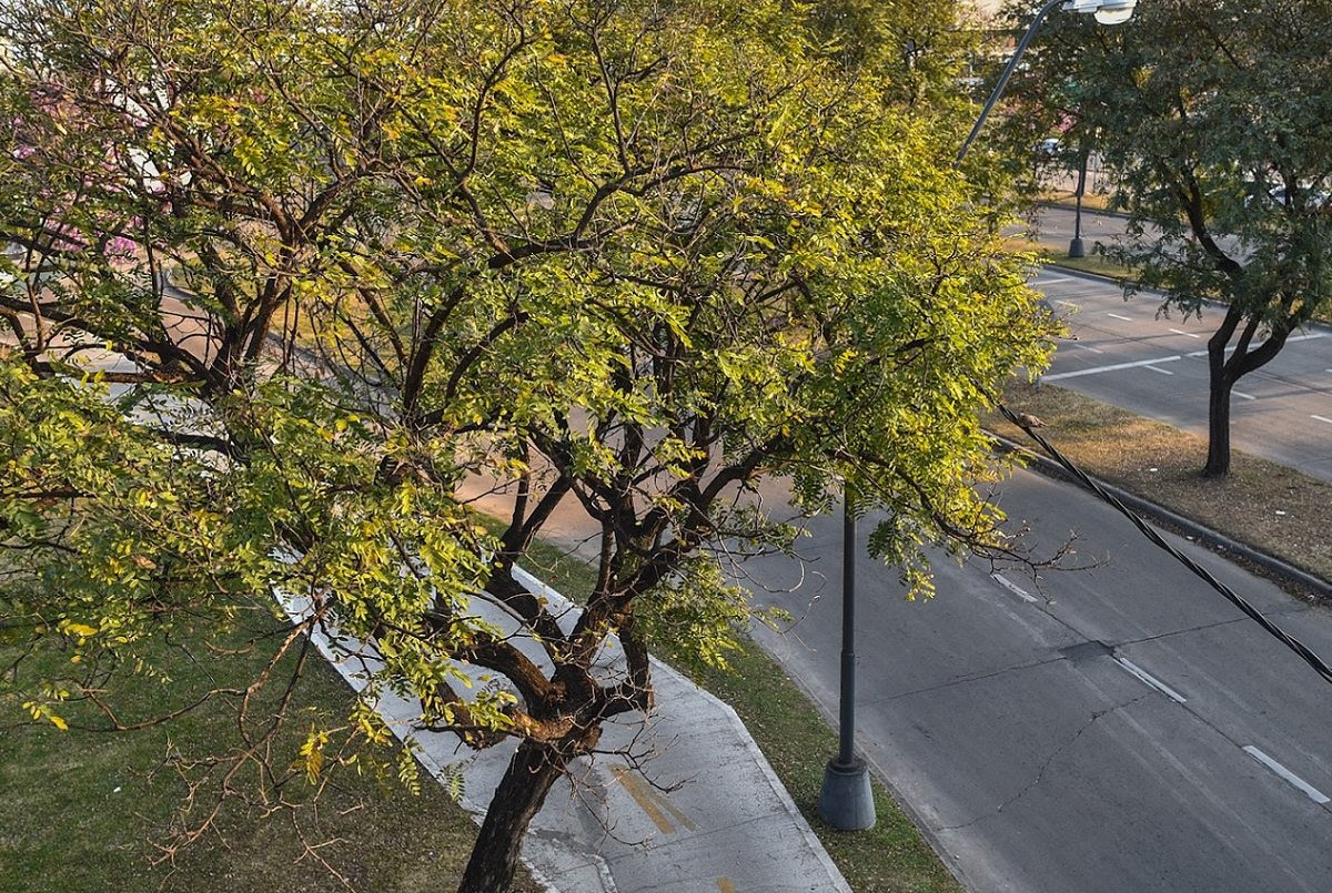 ¿En qué consiste el primer censo de arbolado urbano en la ciudad? | Noticias