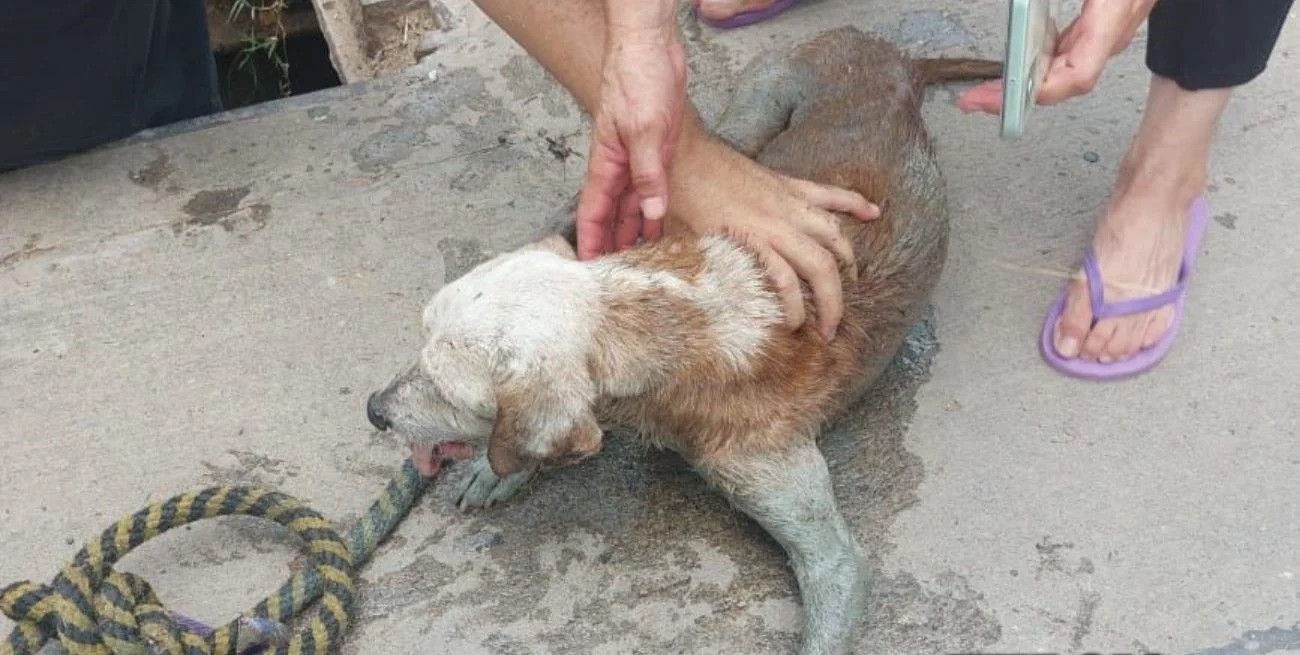 Rescataron a un perro ciego que había caído a una boca de tormenta | Policiales