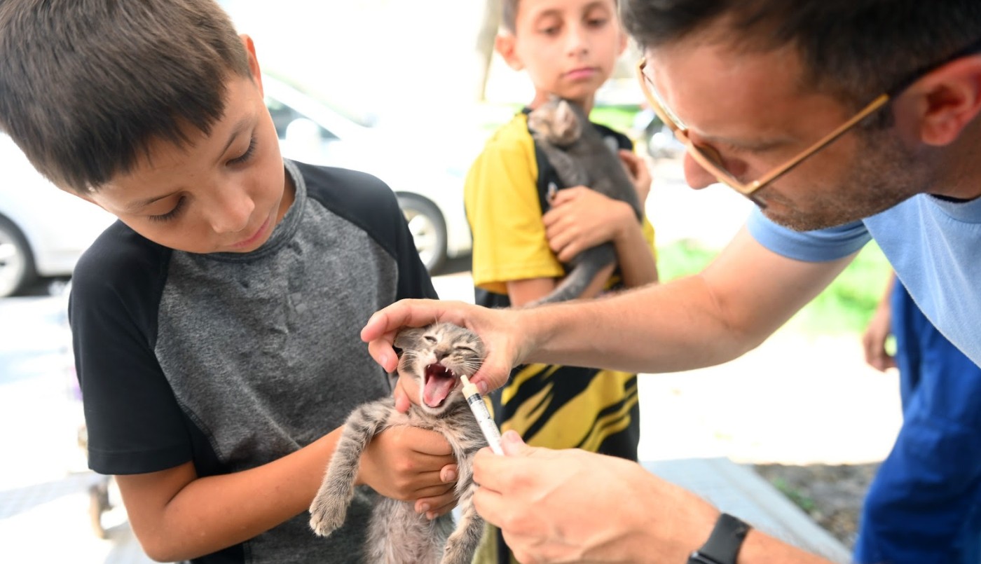 IMUSA en Playa Norte: castraciones, desparasitaciones y vacunaciones antirrábicas gratuitas | Noticias