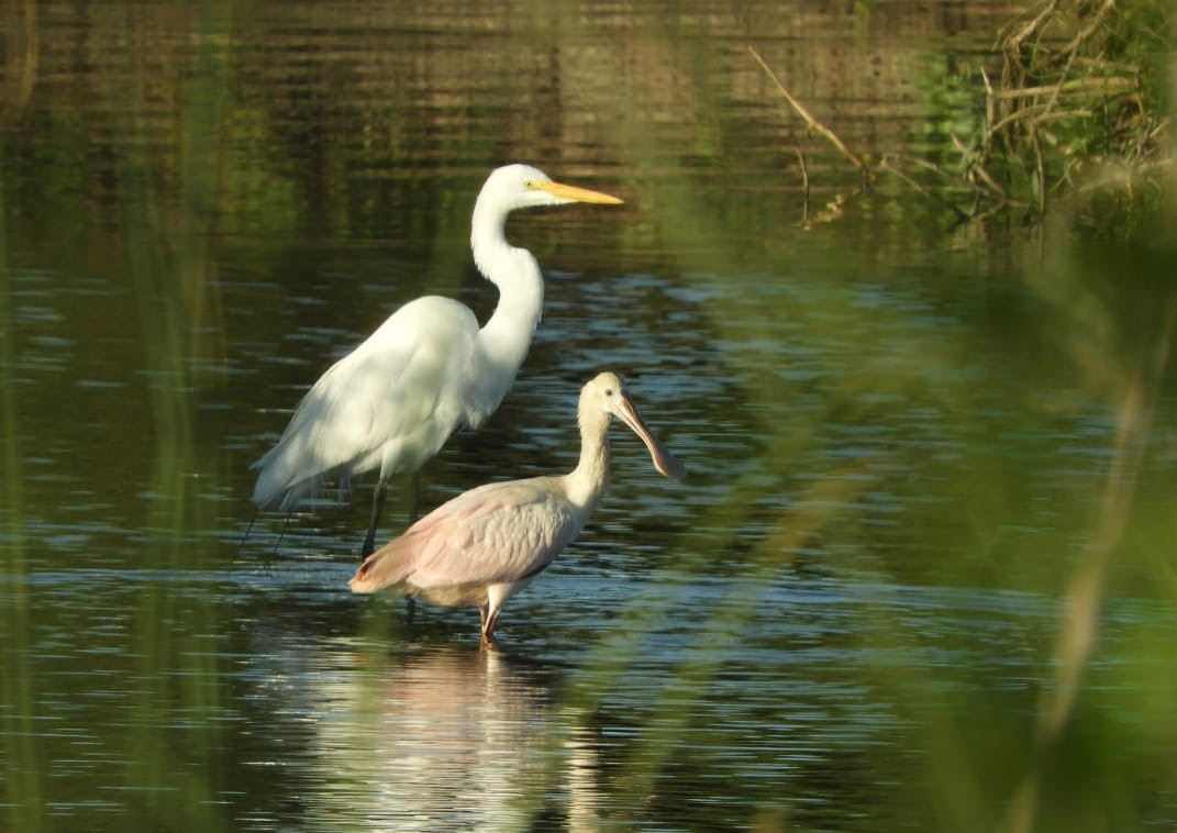 Todos los jueves de febrero habrá visitas guiadas a los humedales de la ciudad | Noticias