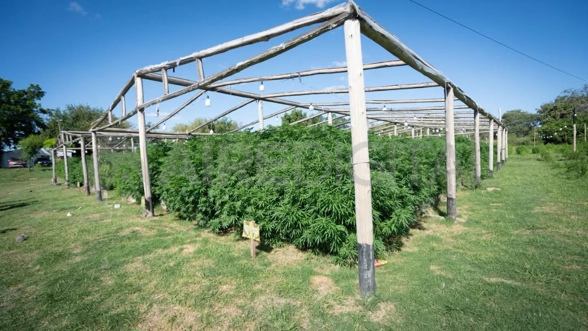 Piden que se eleve a juicio la causa por el vivero de cannabis en Arroyo Leyes | Judiciales