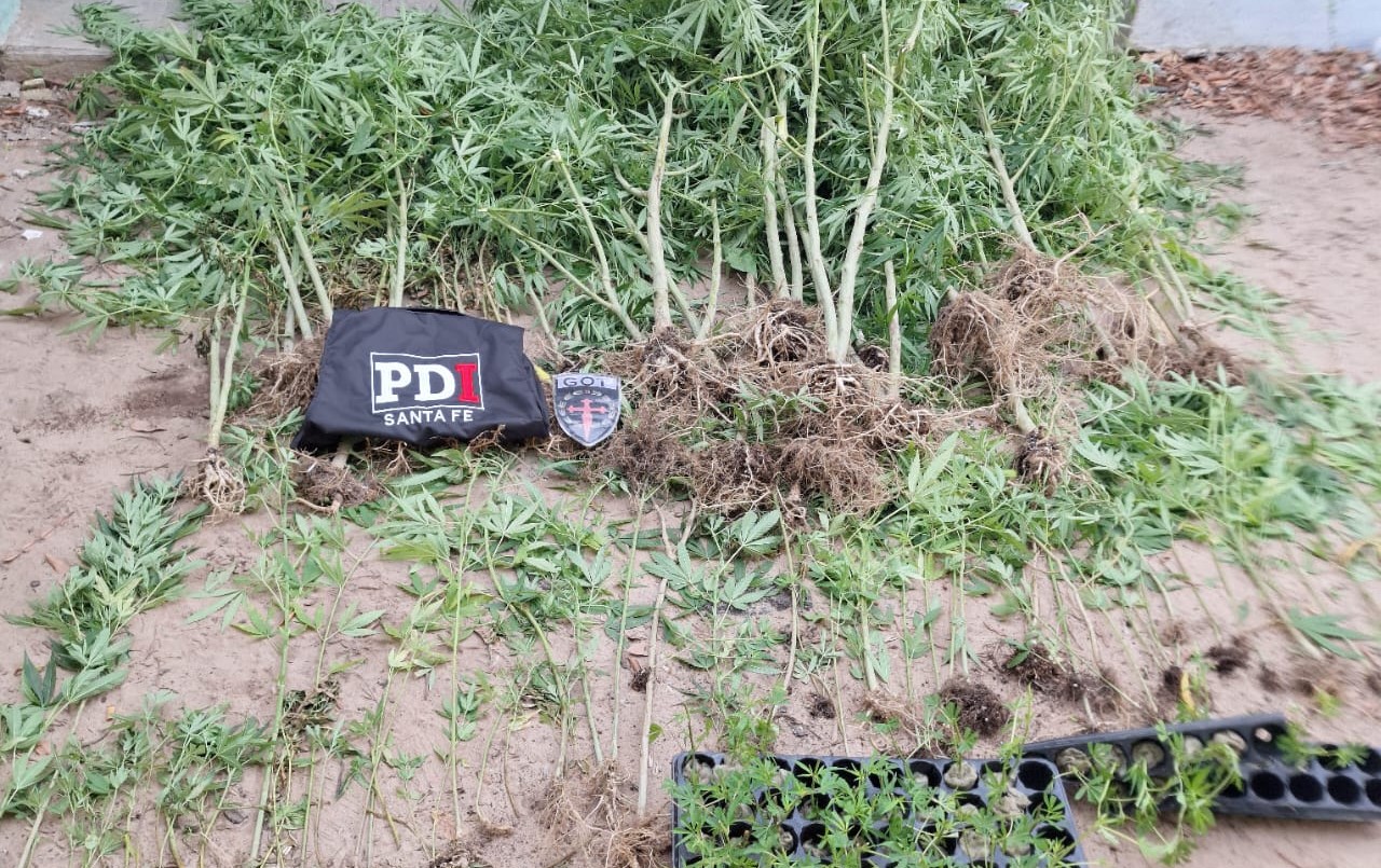 Cayastá: encontraron 150 plantas de marihuana y detuvieron a un hombre | Policiales