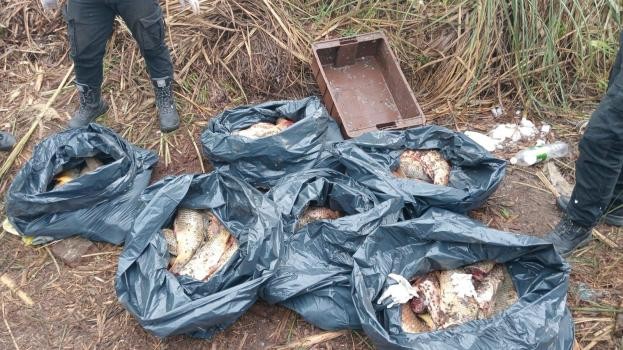 Decomisaron pescados en mal estado en la Circunvalación Oeste | Policiales