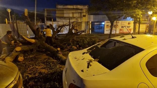 Cayó un árbol y rompió la luneta de un auto estacionado | Noticias