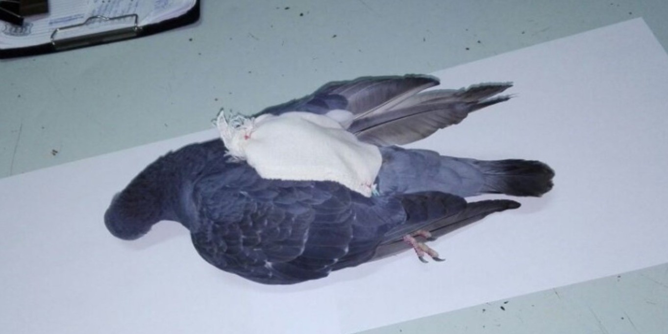 Coronda: encontraron una paloma con una bolsa atada a una de sus patas | Policiales